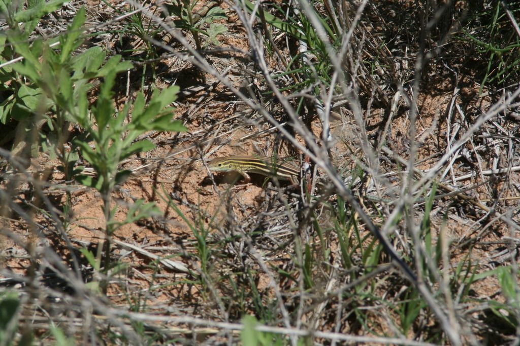 IMG_8541.jpg