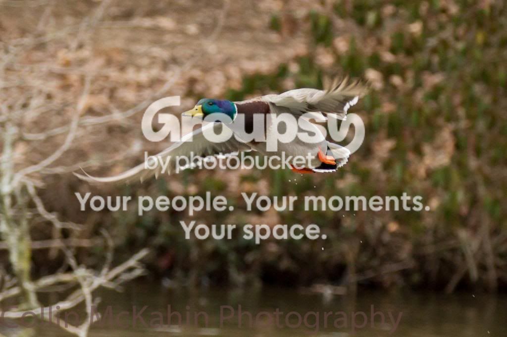 Duck1.jpg