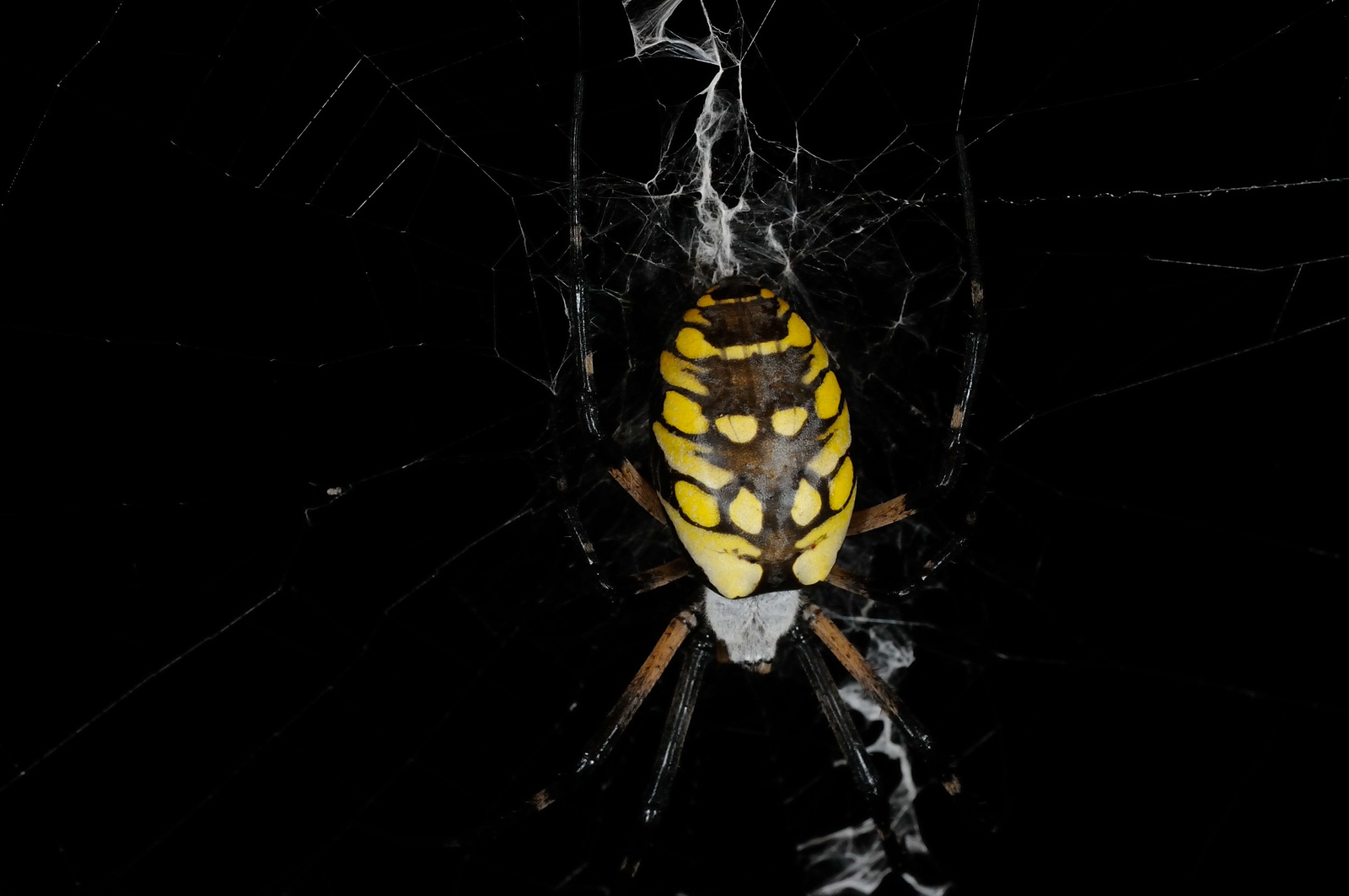 DSC_00121-X3.jpg
