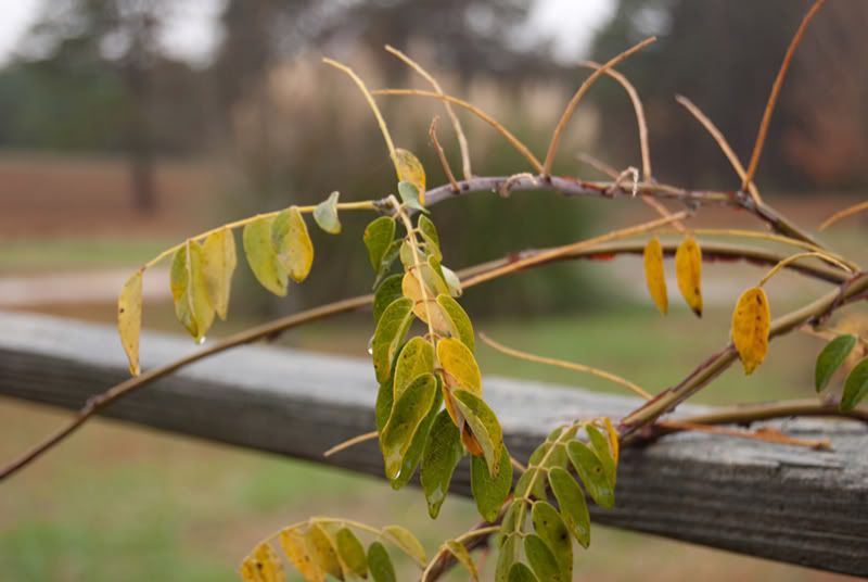 D80bokeh-55mmweb.jpg