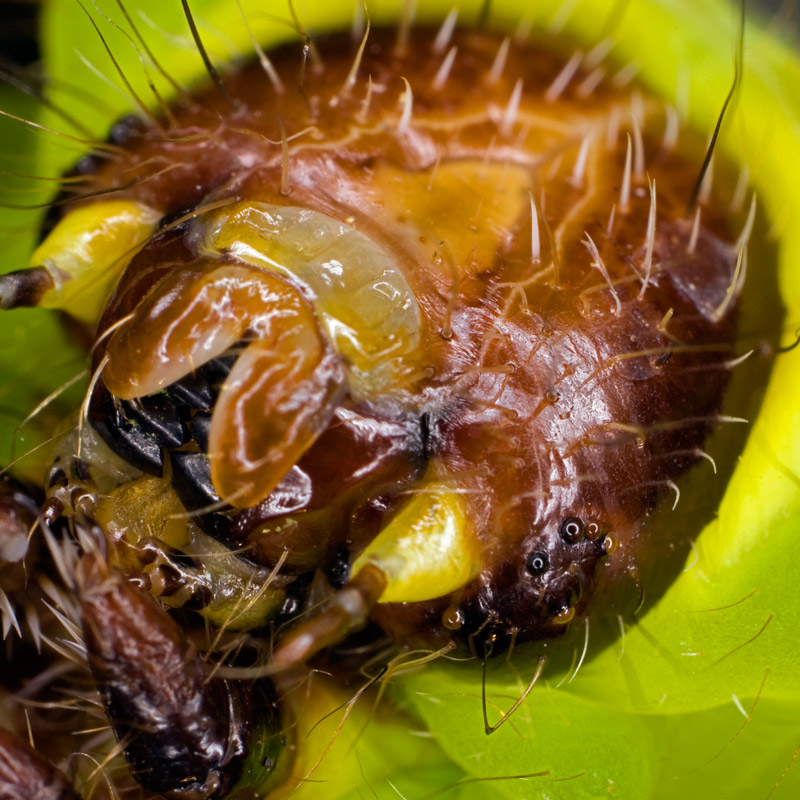 moon_moth_800_14.jpg
