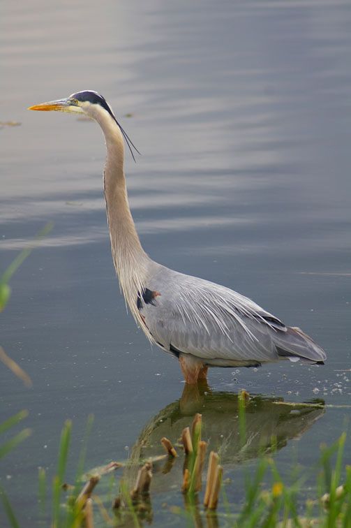 IMGP0809.jpg