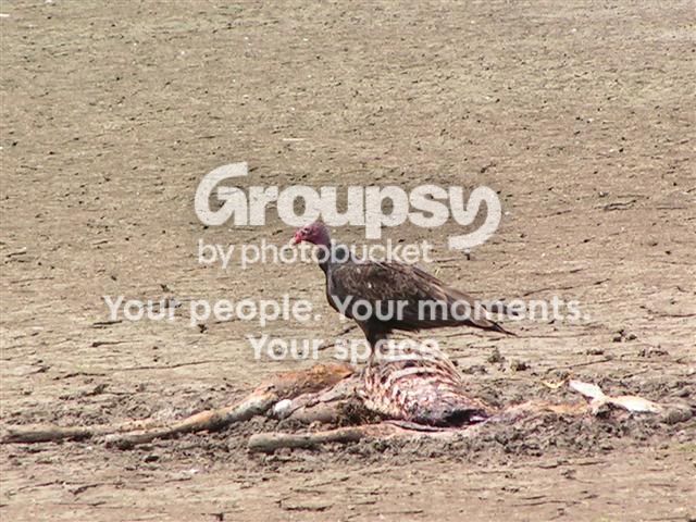 buzzard_3Small.jpg