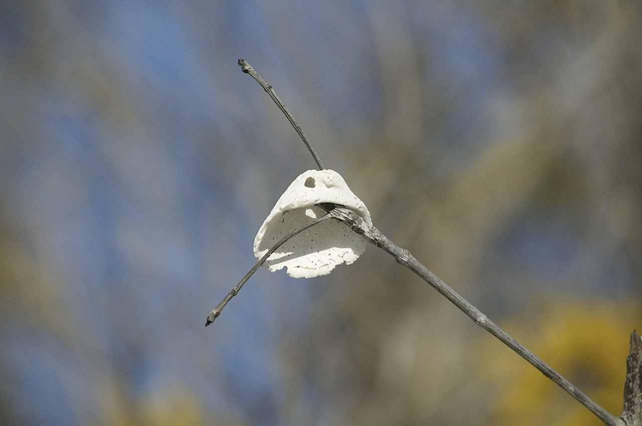 shell1.jpg