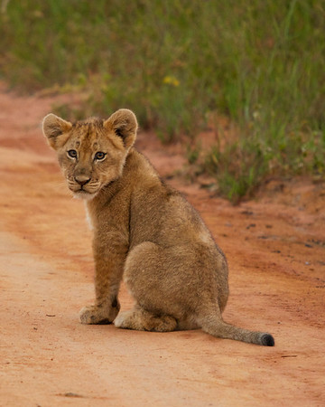 Lion%20Cub-M.jpg
