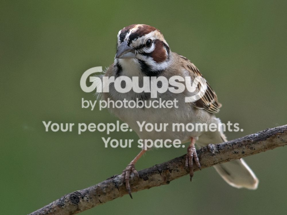 Lark%20sparrow%2017%20May%202016_zps88nrdjm7.jpg