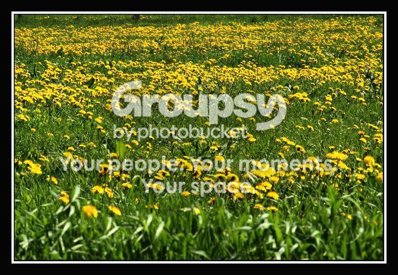00_gelbeBlume_Lwenzahnwiese.jpg