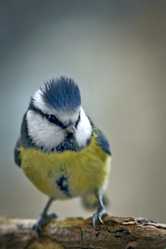blue_tit_04.jpg