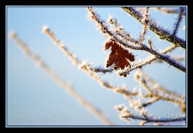 Thema_Bokeh_22.jpg