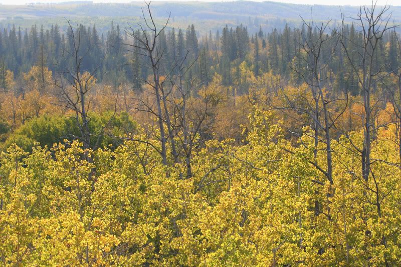fall-colours-IMG_3491.jpg