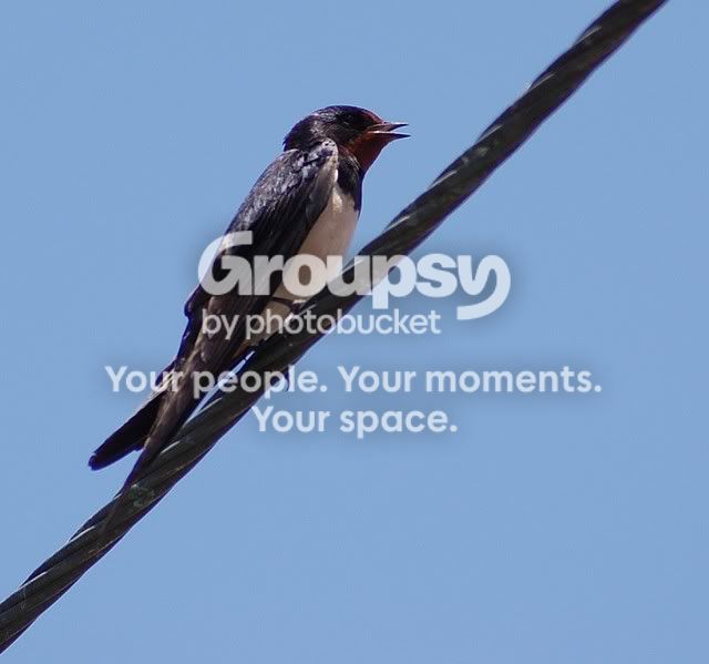 birdy1.jpg