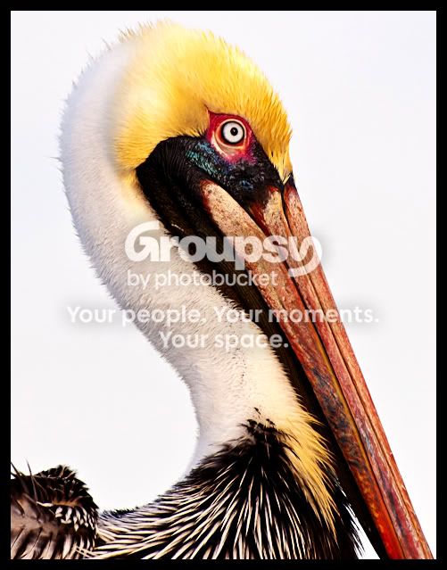 pelican1-5-1.jpg