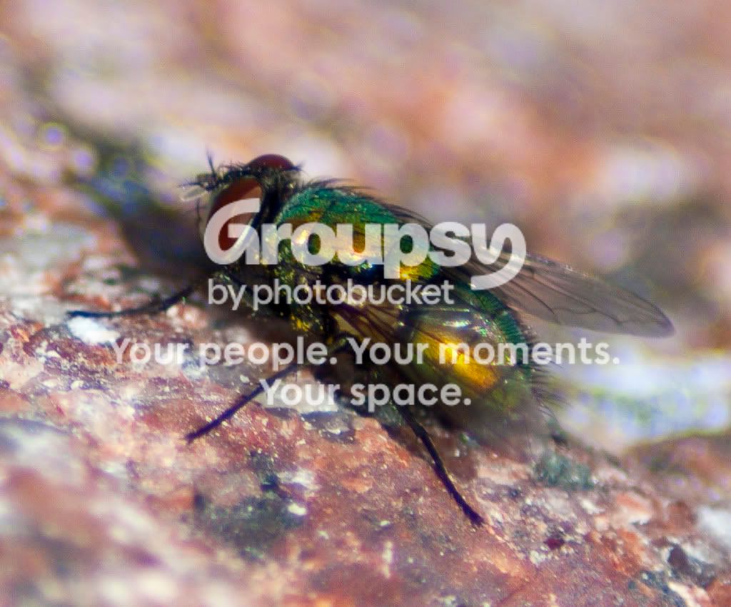 fly.jpg