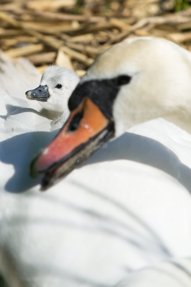 swan_05.jpg