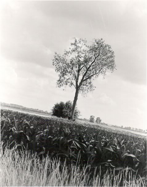 Tree.jpg