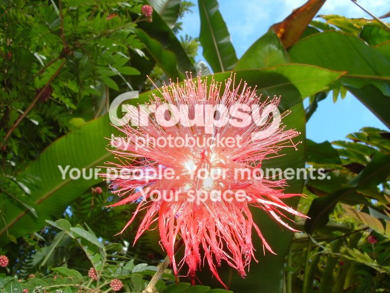 MauiFlowerFlash.jpg