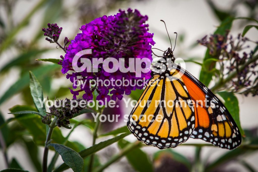 IMG_2663_zps2f0345b6.jpg