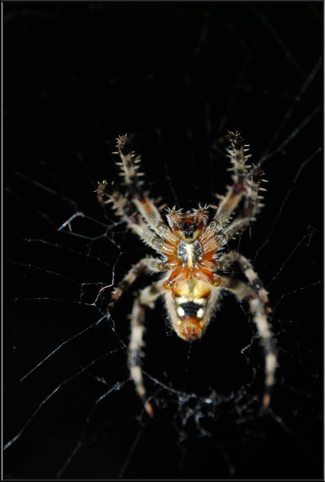 SPIDER3.jpg