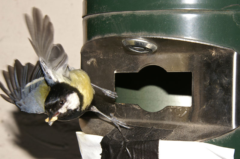 great_tit_02.jpg
