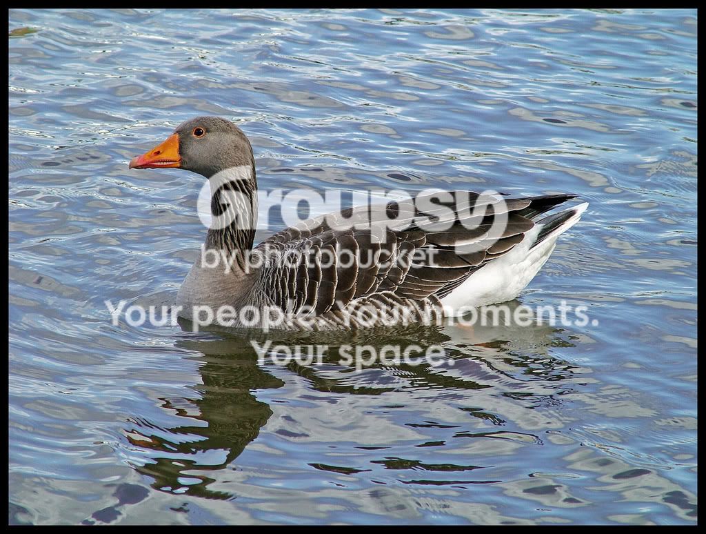 Goose2.jpg