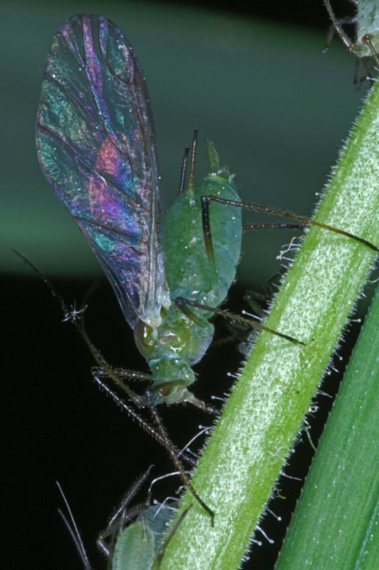 aphid_03.jpg