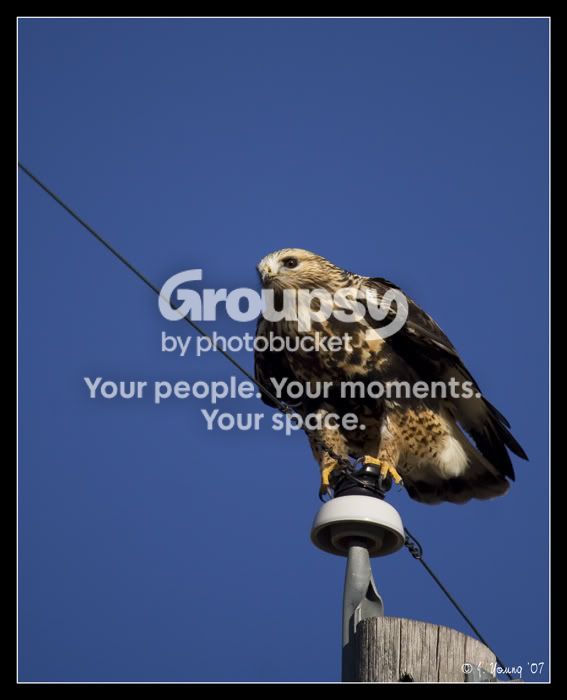 Rough-legged-Hawk-1.jpg