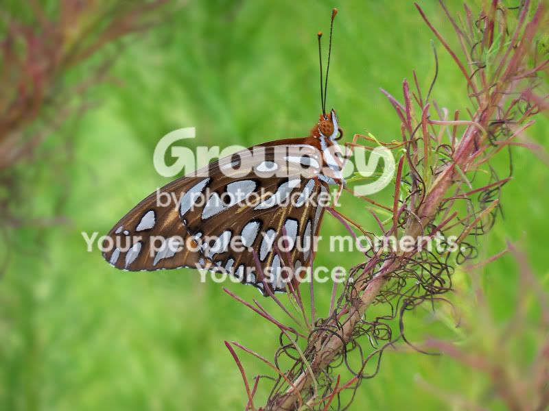 ButterflySharp.jpg