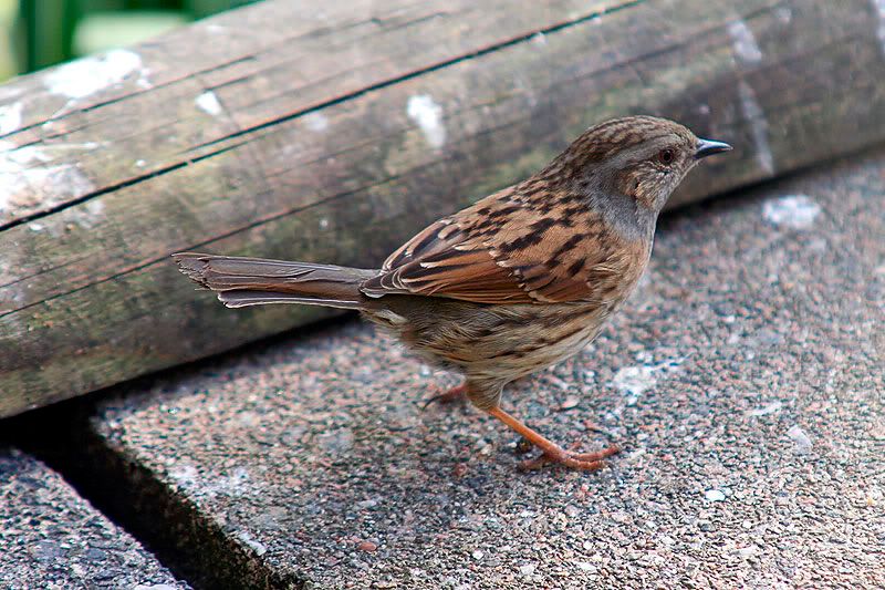 H-Sparrow-crack.jpg