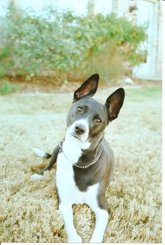 gracie12282008.jpg