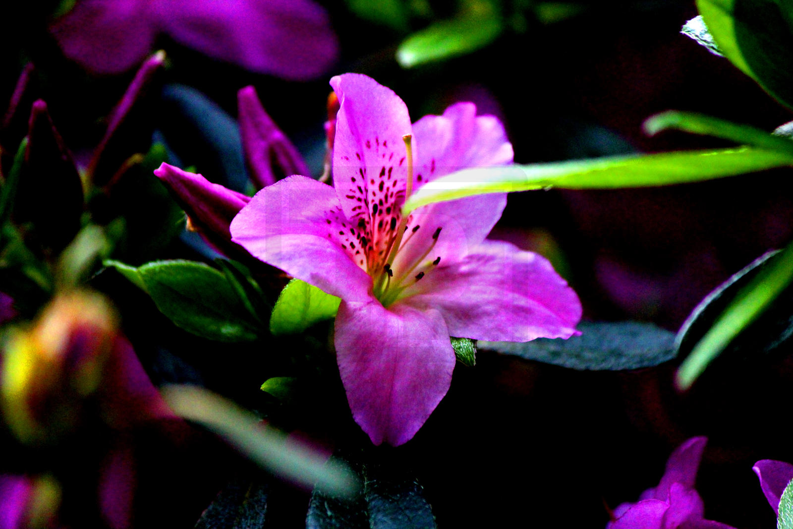 purple_lily_by_tjs_photographs-d9xfvx2.jpg