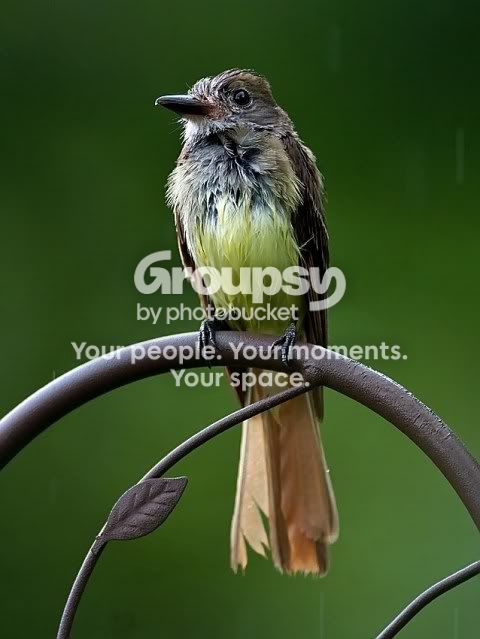 great-crested-2_RS.jpg