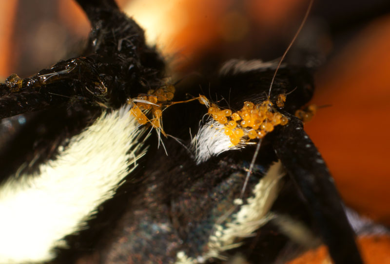 butterfly_monarch_04.jpg