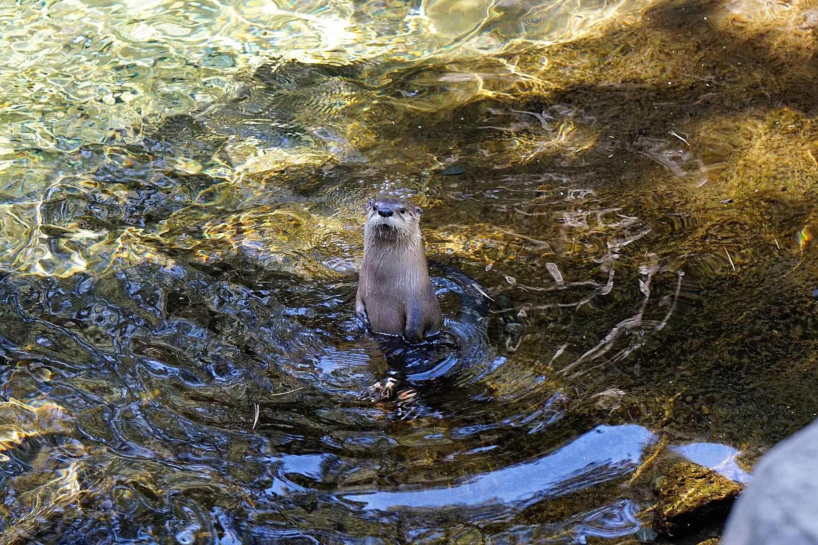 otterstand.jpg