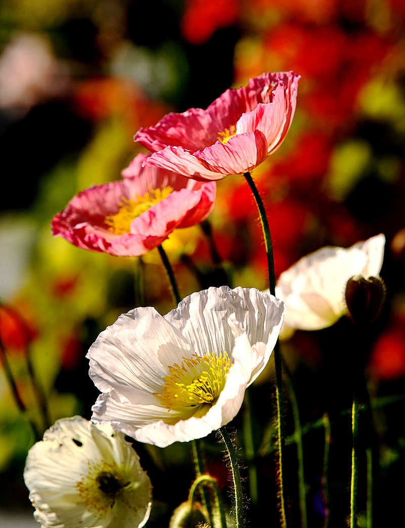 IMG_8423-X3.jpg