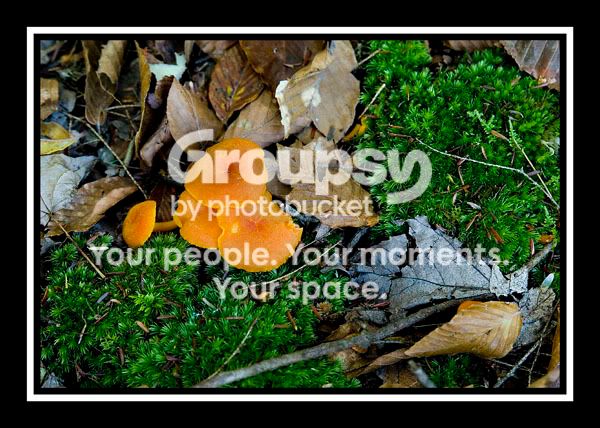 Fungi2resize.jpg