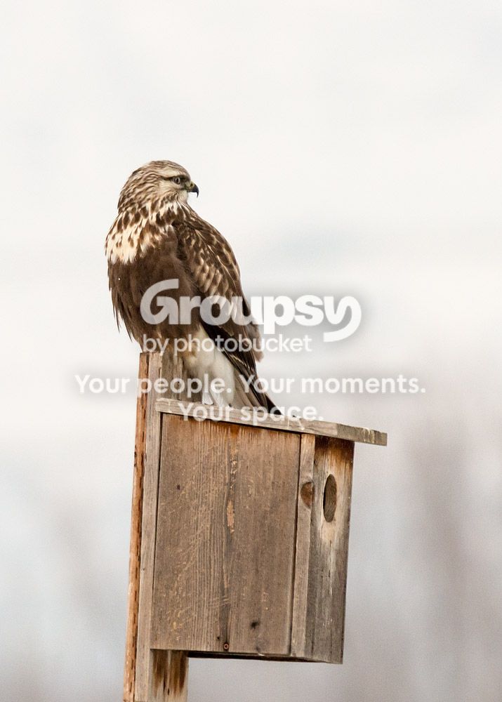 hawk3_zps5fe196ca.jpg