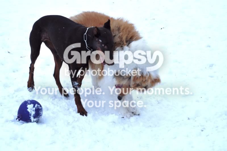 outsidesnowanddogpics065.jpg