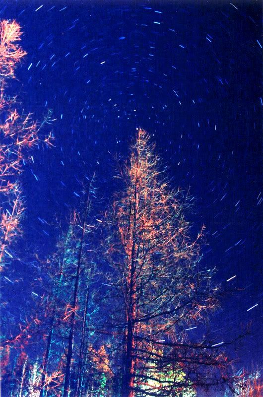 tannenbaum.jpg