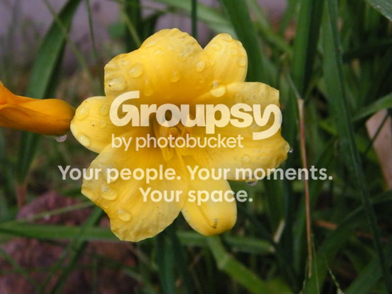 Flowers016.jpg