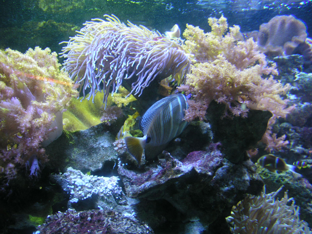 nyaquarium1.jpg