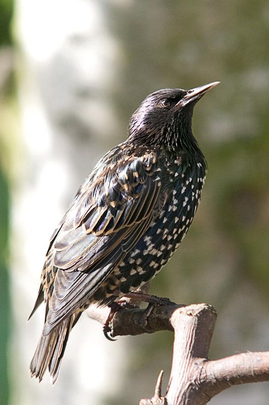 Starling2.jpg