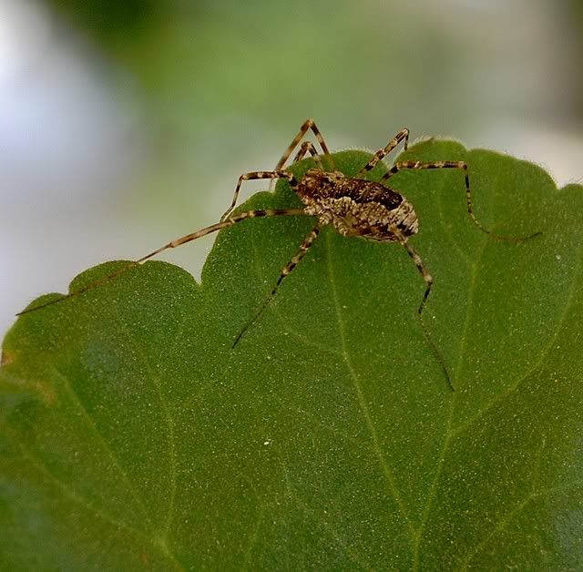 spider100.jpg