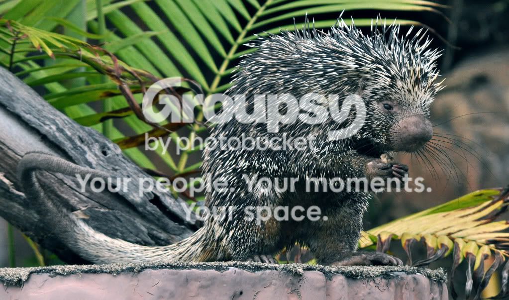 Porcupine.jpg
