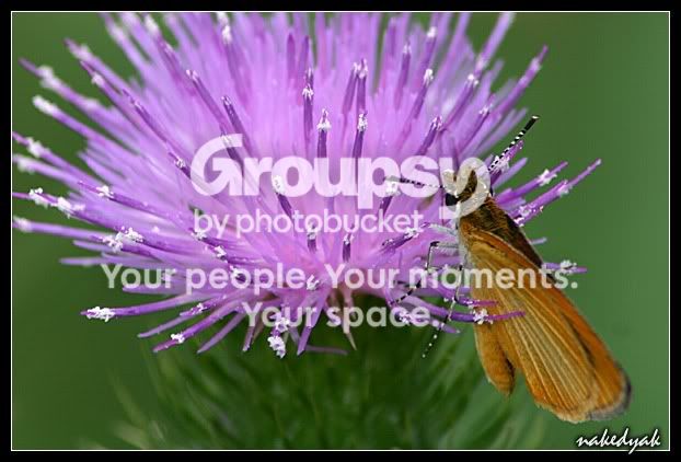 mothonpurpleflower2.jpg