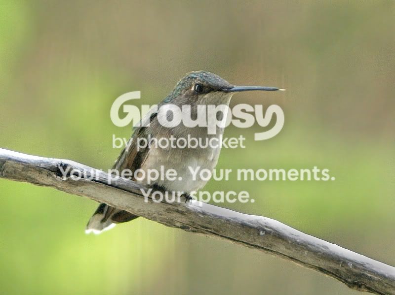 Hummerfemale.jpg