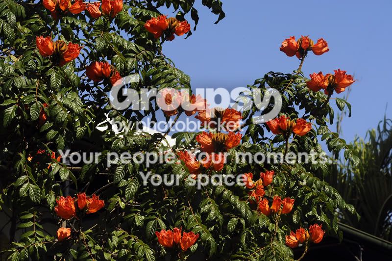 africantuliptreefl1net.jpg