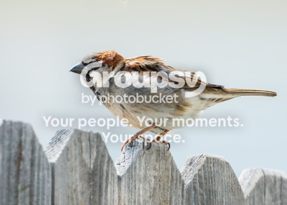 finch_zps7f956b6f.jpg