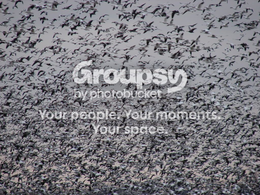 2-7snowgeese013.jpg