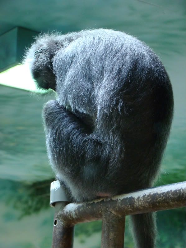 columbuszoo7-23-08020.jpg