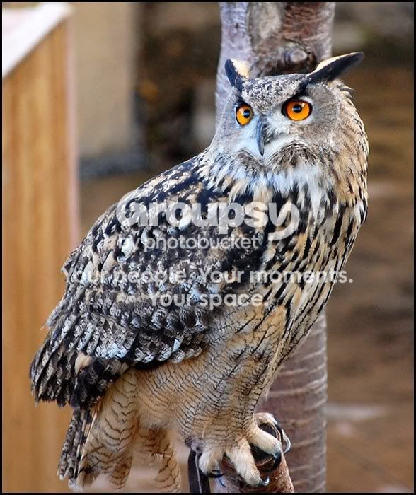 Owl02a.jpg